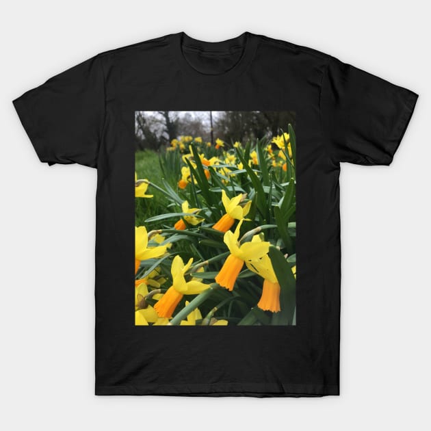 Spring has Sprung! Daffodils have arrived for Easter! T-Shirt by Bucklandcrafts